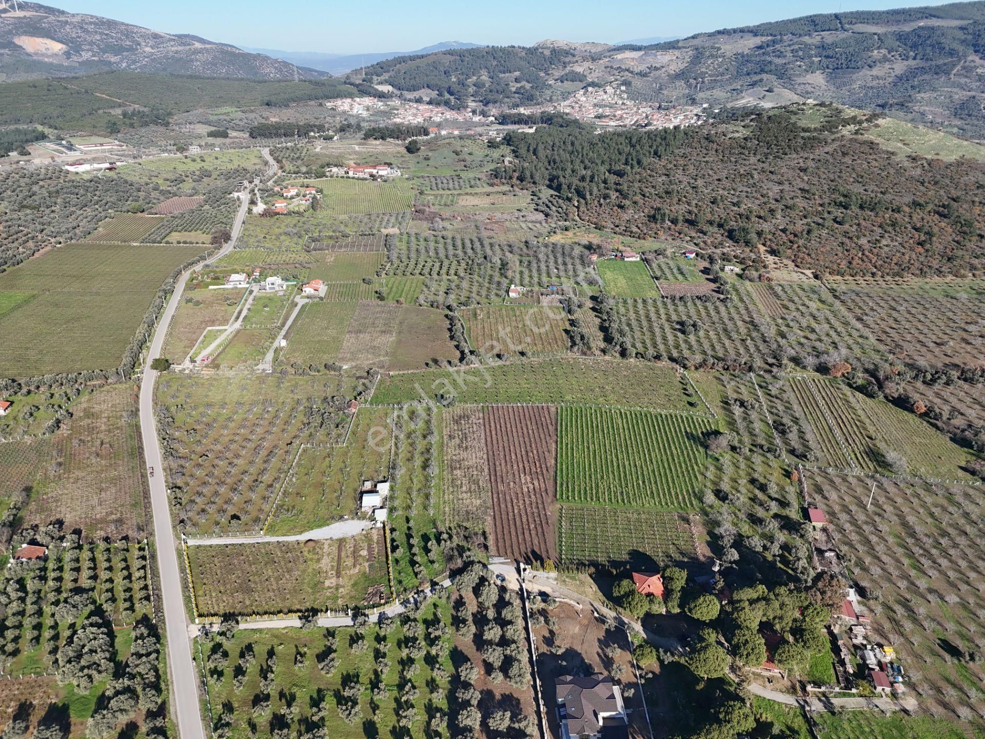 Burgaz'da Doğa İle İçiçe Yatırımlık Üzüm & İncir Bahçesi - Görsel 9