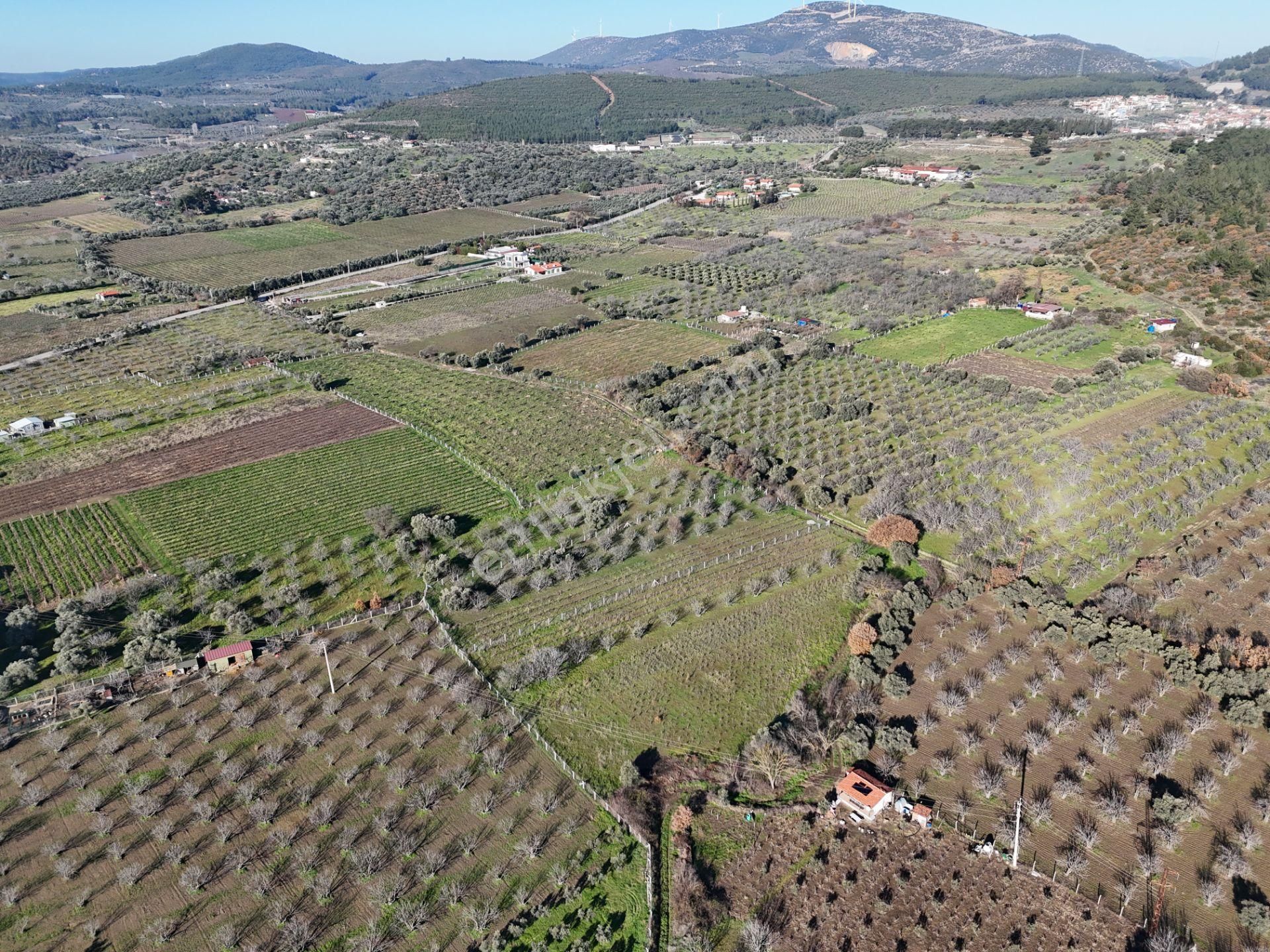 Burgaz'da Doğa İle İçiçe Yatırımlık Üzüm & İncir Bahçesi - Görsel 15