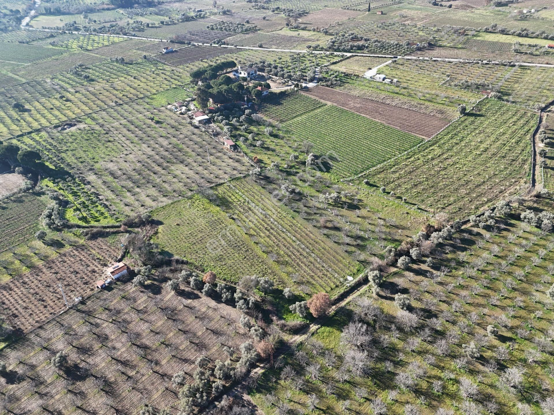 Burgaz'da Doğa İle İçiçe Yatırımlık Üzüm & İncir Bahçesi - Görsel 11