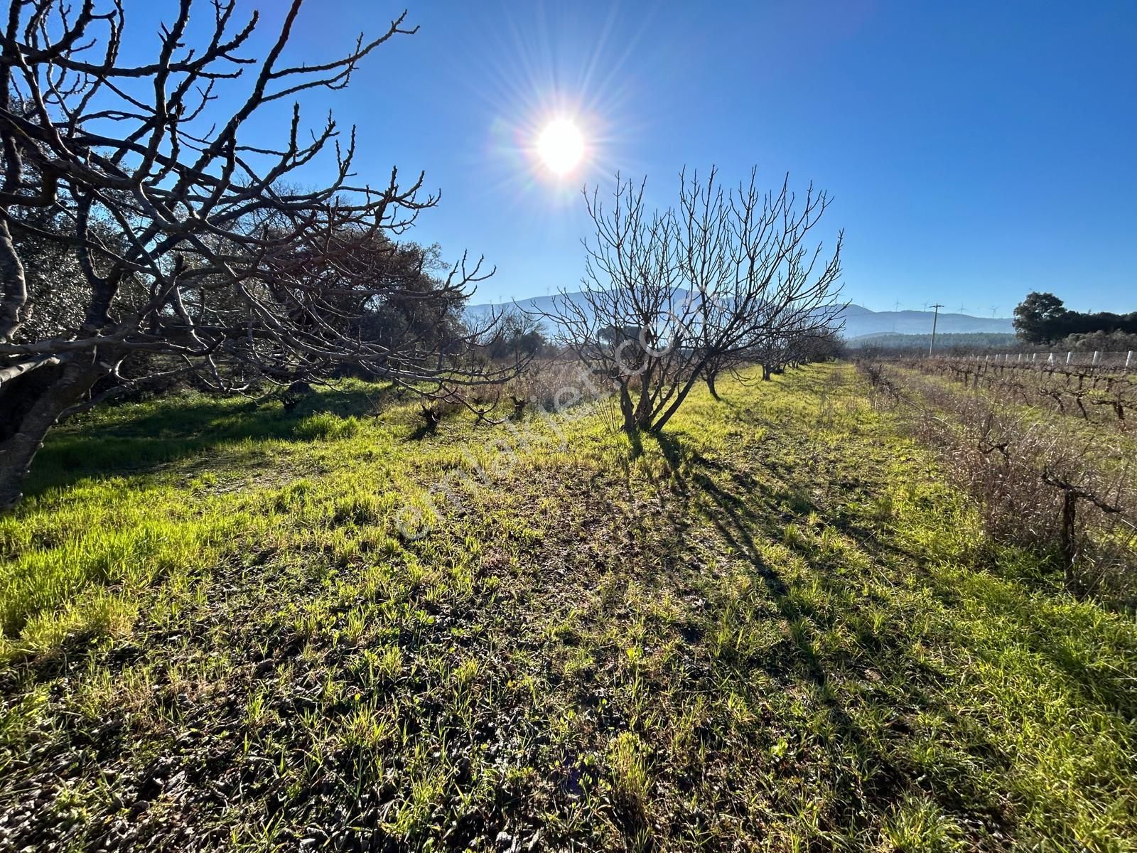 Burgaz'da Doğa İle İçiçe Yatırımlık Üzüm & İncir Bahçesi - Görsel 7