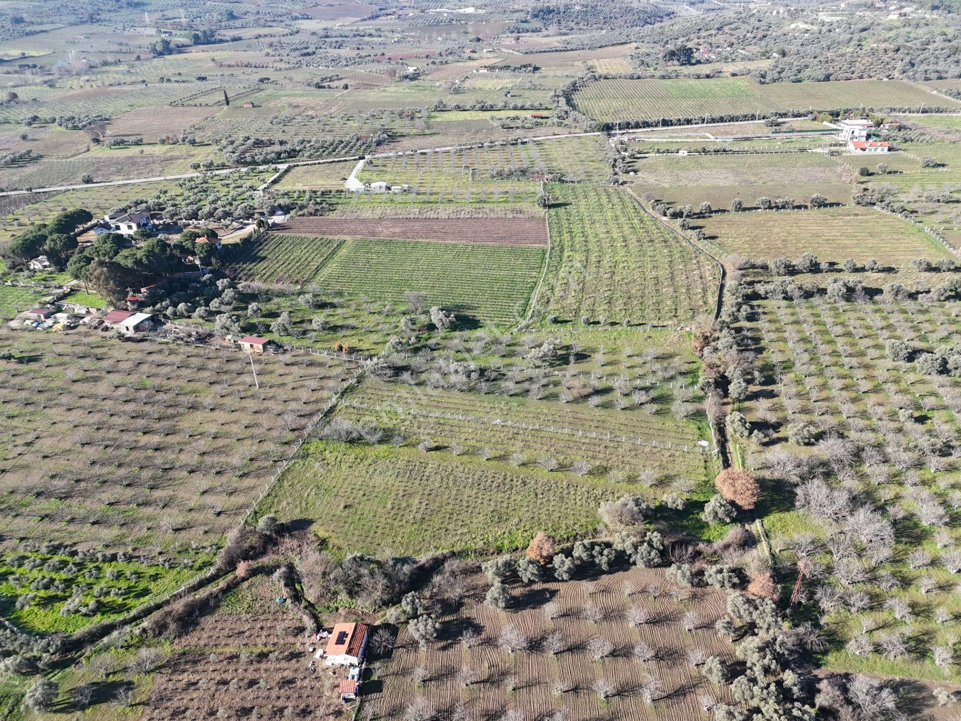 Burgaz'da Doğa İle İçiçe Yatırımlık Üzüm & İncir Bahçesi - Görsel 14