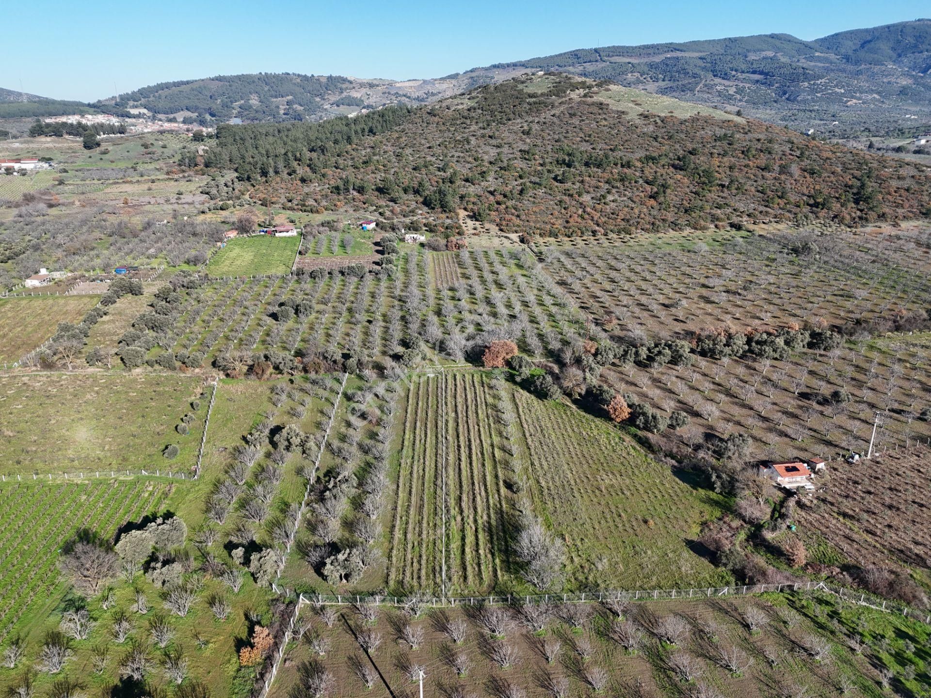 Burgaz'da Doğa İle İçiçe Yatırımlık Üzüm & İncir Bahçesi - Görsel 16