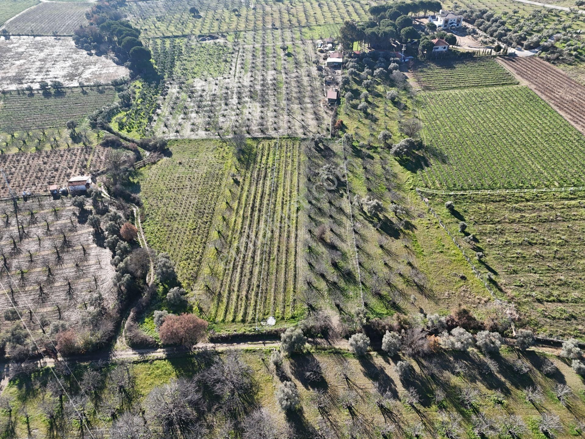 Burgaz'da Doğa İle İçiçe Yatırımlık Üzüm & İncir Bahçesi - Görsel 10