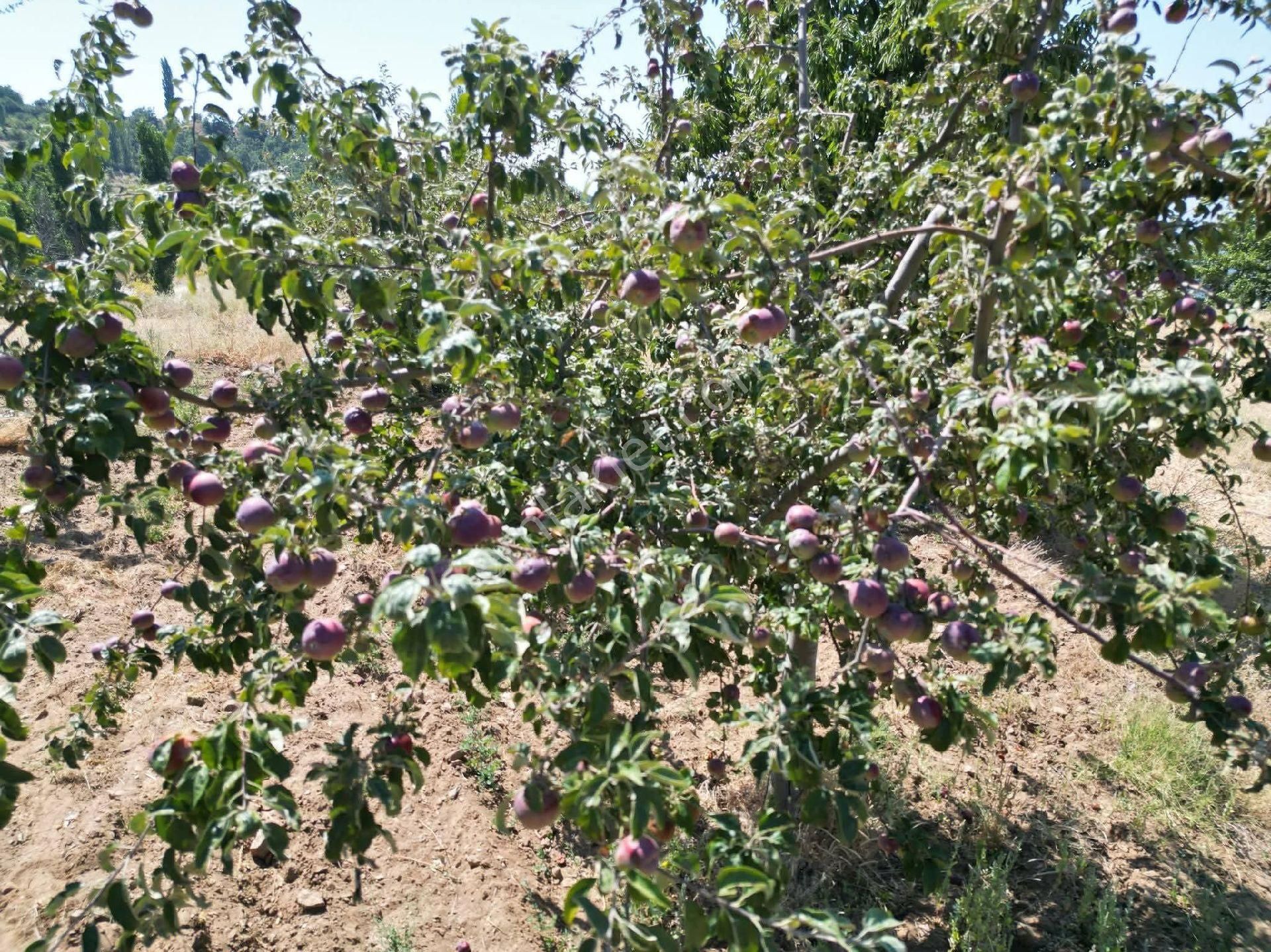 Buharkent/aydın Evli Meyve Bahçesi - Görsel 6