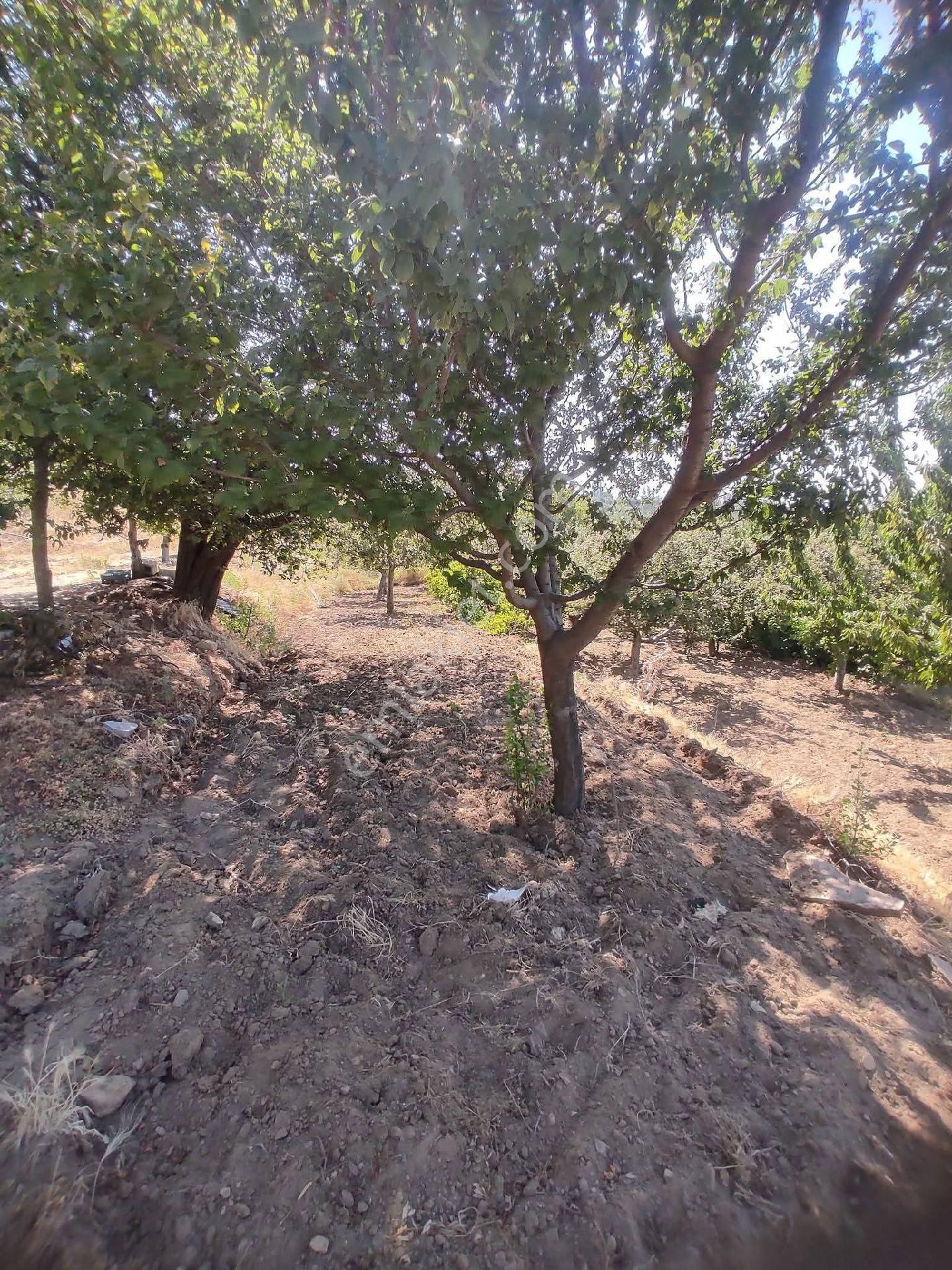 Buharkent/aydın Evli Meyve Bahçesi - Görsel 7