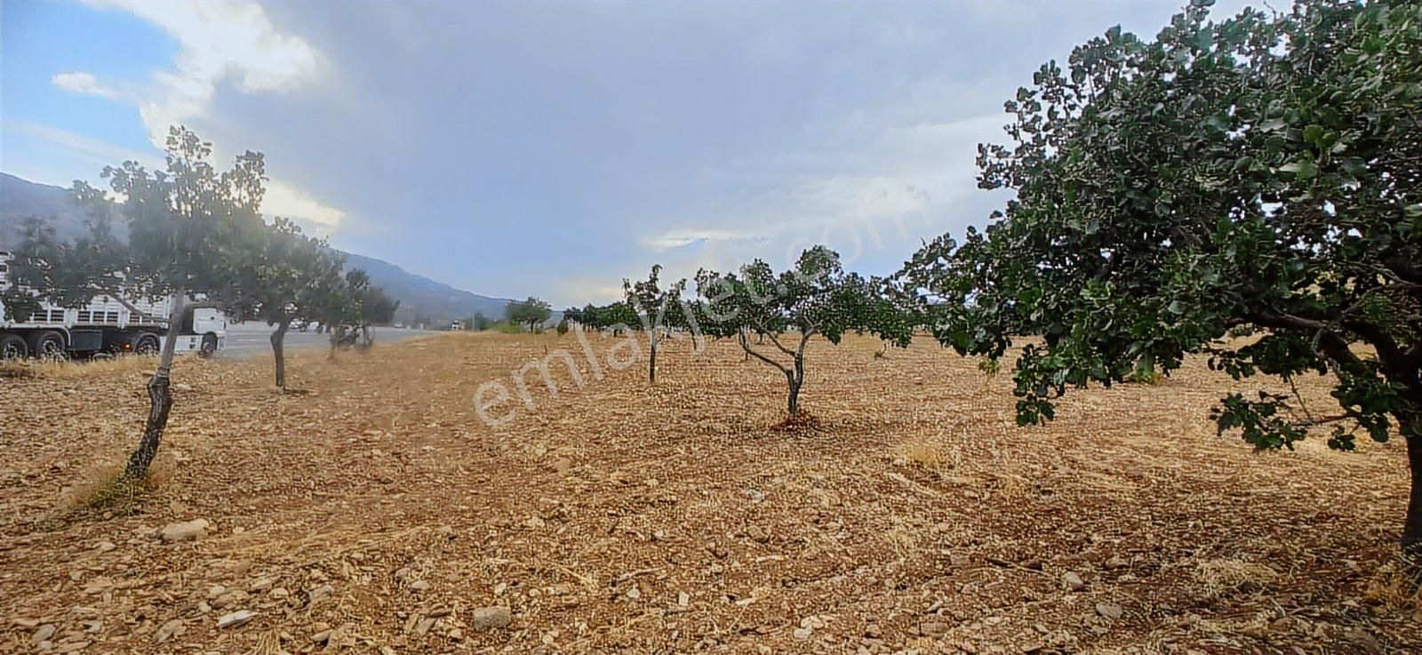 Adıyaman-gölbaşı Anayoluna Sıfır Fıstık Bahçesi - Görsel 8