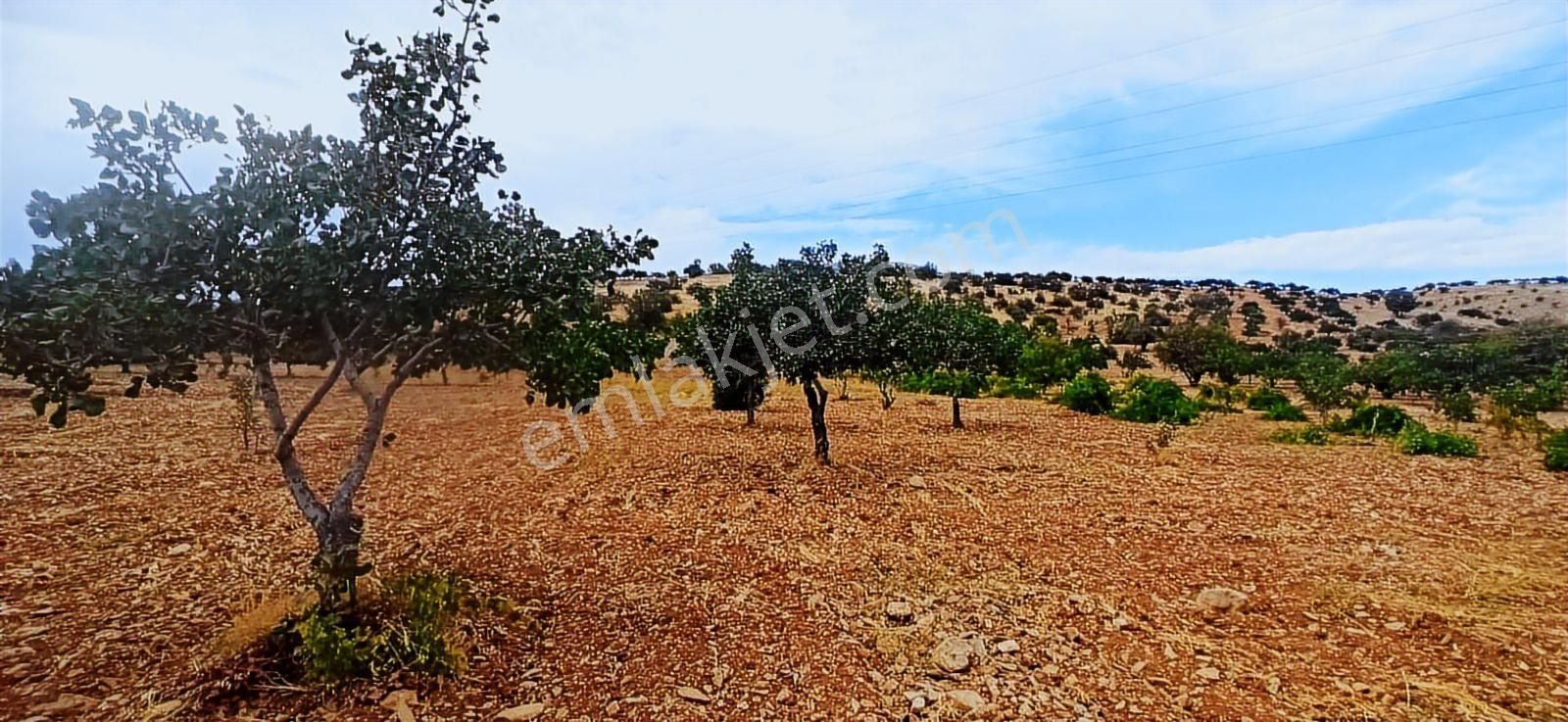 Adıyaman-gölbaşı Anayoluna Sıfır Fıstık Bahçesi - Görsel 9