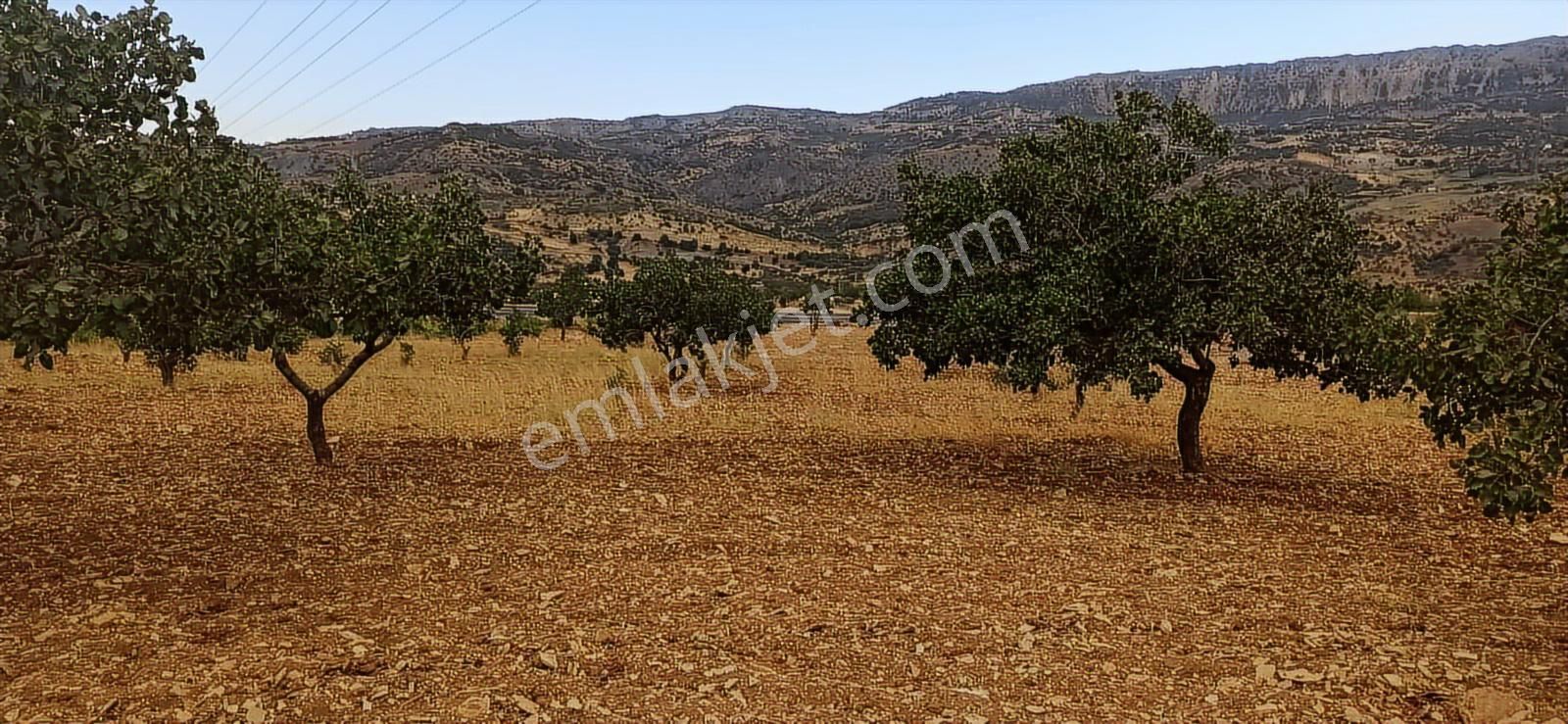 Adıyaman-gölbaşı Anayoluna Sıfır Fıstık Bahçesi - Görsel 3