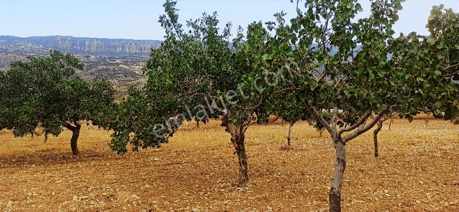 Adıyaman-gölbaşı Anayoluna Sıfır Fıstık Bahçesi - Görsel 4