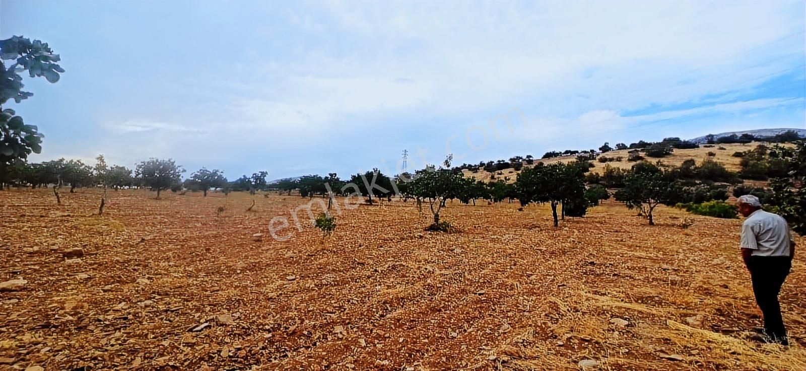 Adıyaman-gölbaşı Anayoluna Sıfır Fıstık Bahçesi - Görsel 7