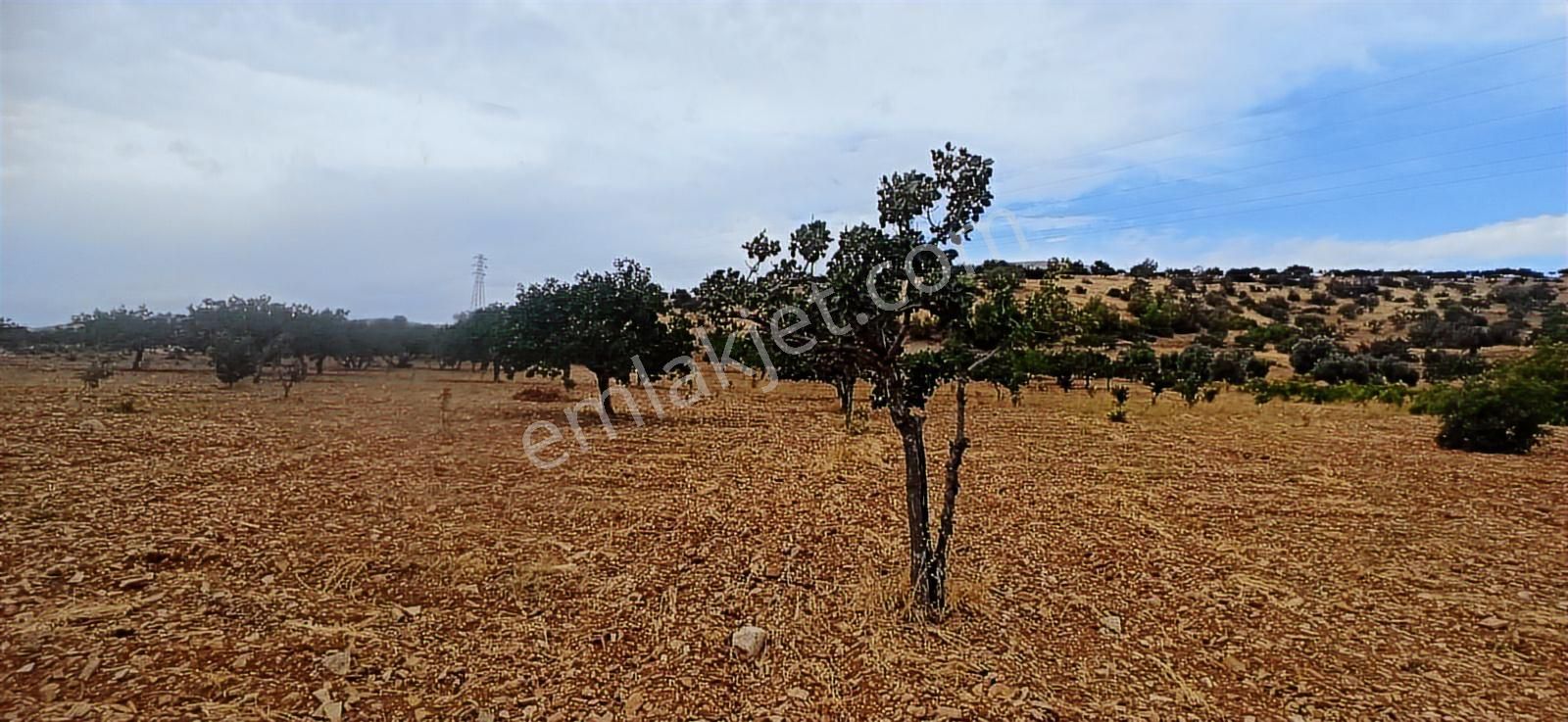Adıyaman-gölbaşı Anayoluna Sıfır Fıstık Bahçesi - Görsel 2