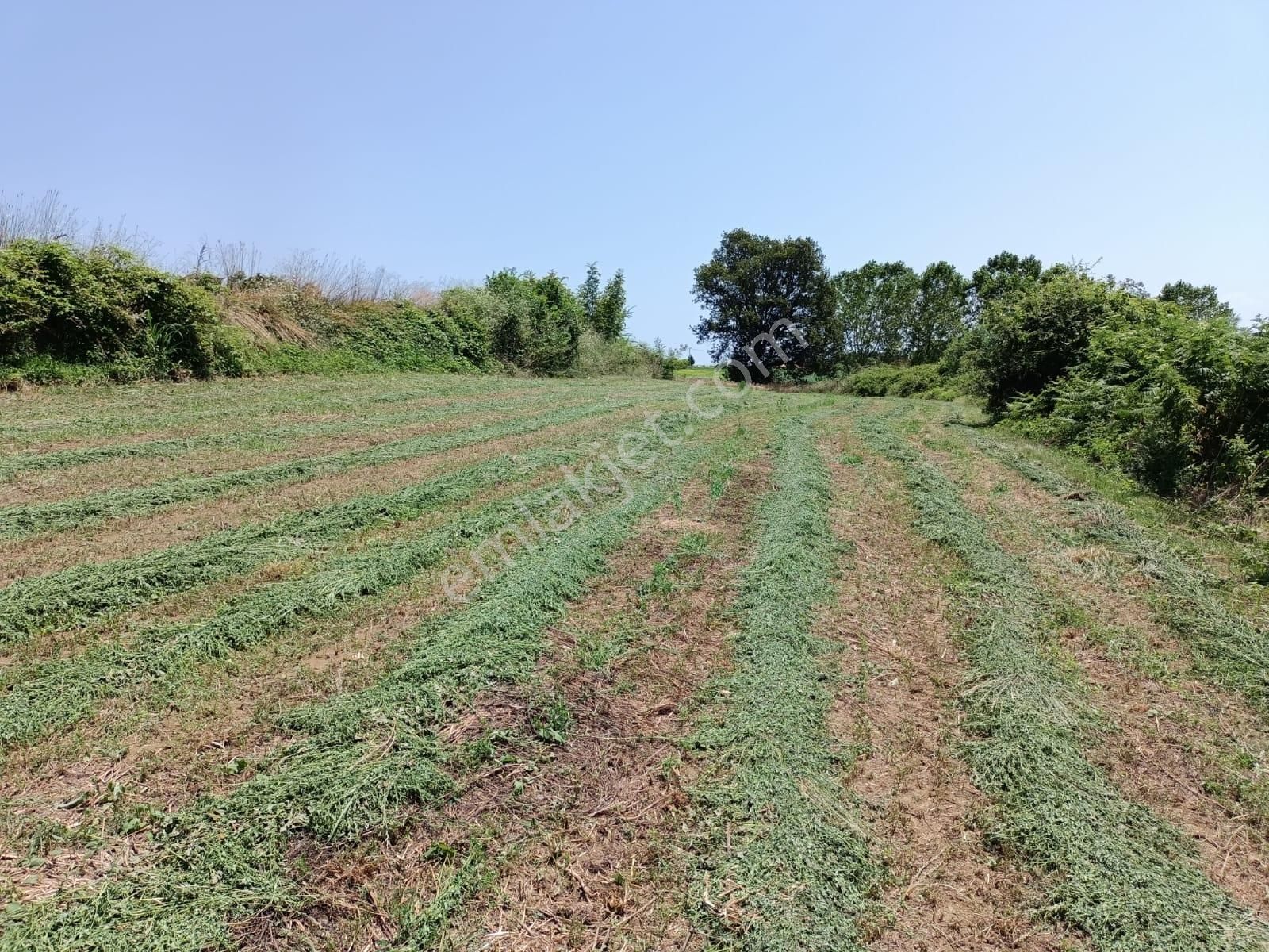 Adapazarı Büyükhataplı Köyün'de 1476 M2 Satılık Arsa - Görsel 13