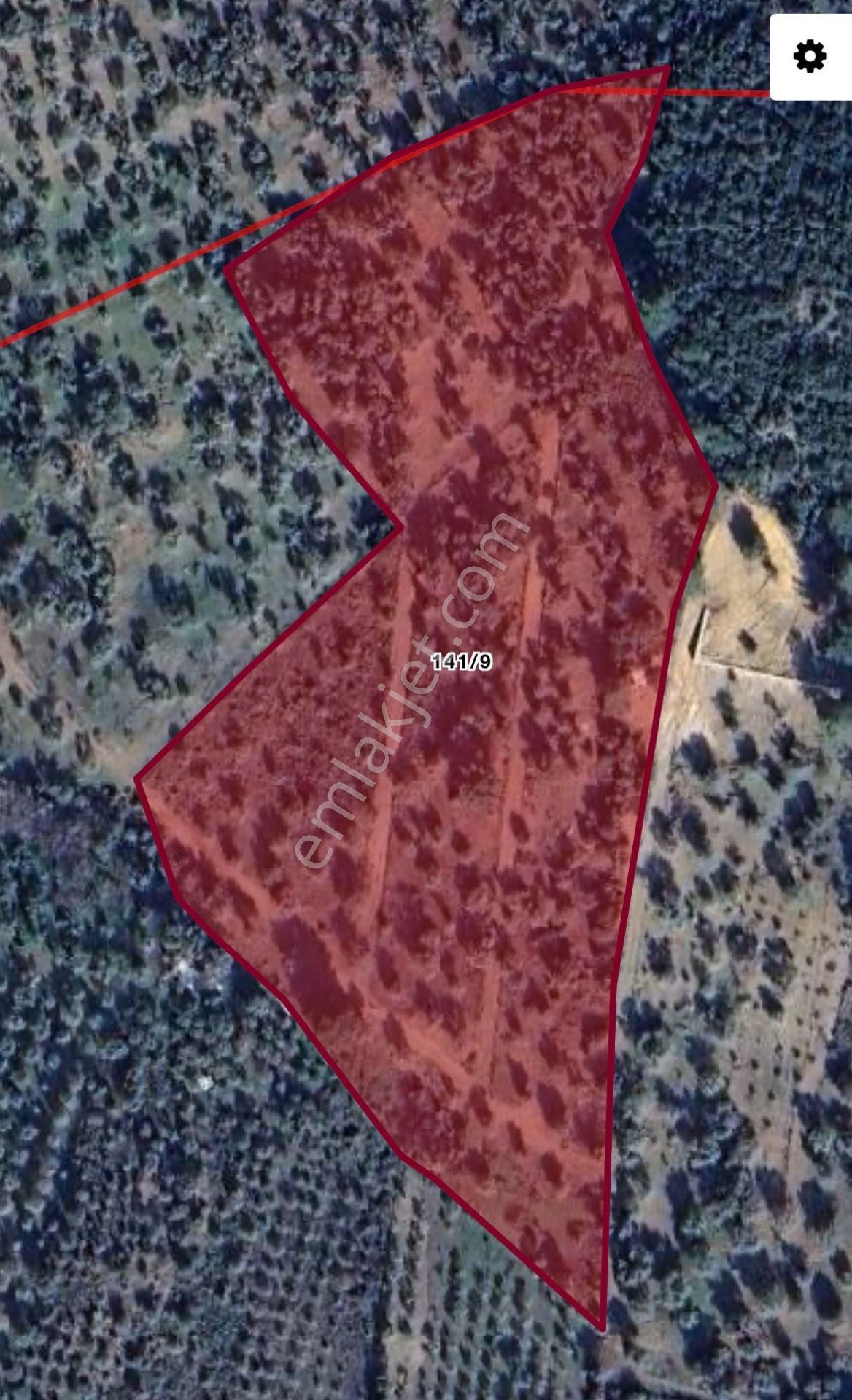 Torbalı Demırcı Mahallesı Sıcakboğaz Mevkıı’nde Satılık Zeytınlık Tarla