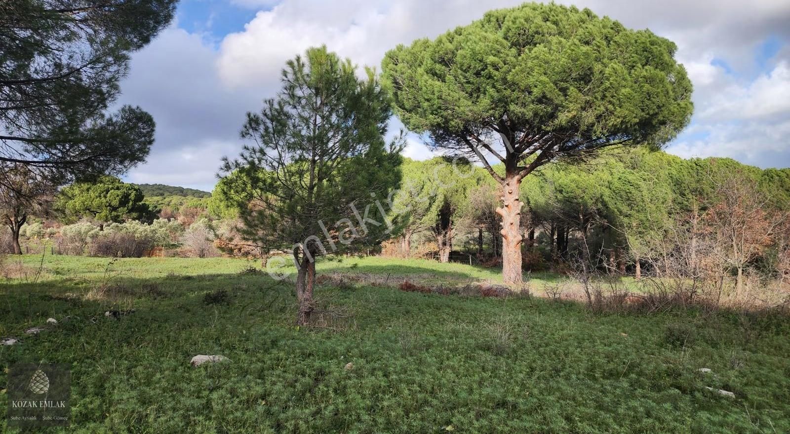 Balıkesir Ayvalık Bağyüzü Köyü Satılık Bağ - Görsel 22
