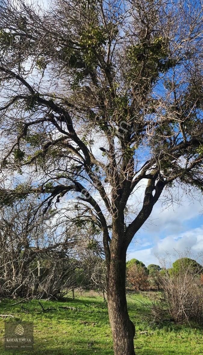 Balıkesir Ayvalık Bağyüzü Köyü Satılık Bağ - Görsel 24
