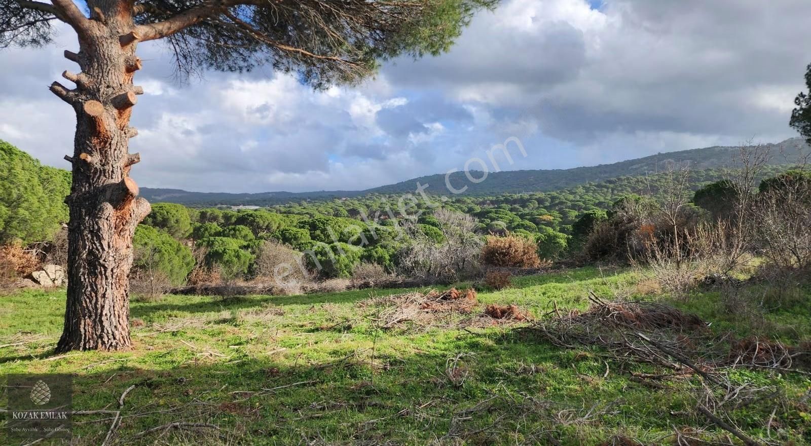 Balıkesir Ayvalık Bağyüzü Köyü Satılık Bağ - Görsel 5