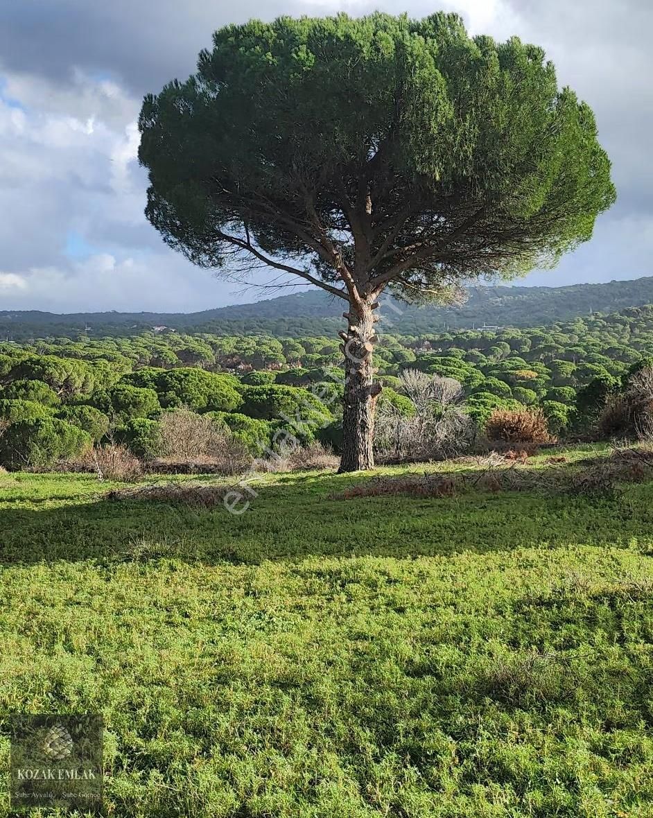 Balıkesir Ayvalık Bağyüzü Köyü Satılık Bağ - Görsel 17