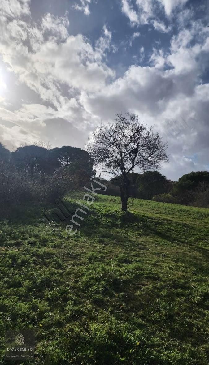 Balıkesir Ayvalık Bağyüzü Köyü Satılık Bağ - Görsel 3