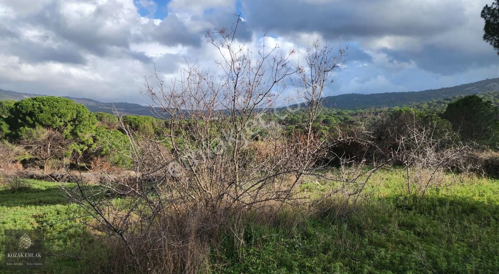 Balıkesir Ayvalık Bağyüzü Köyü Satılık Bağ - Görsel 12