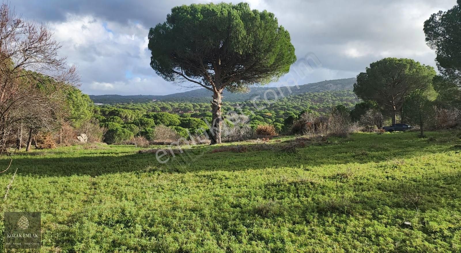 Balıkesir Ayvalık Bağyüzü Köyü Satılık Bağ