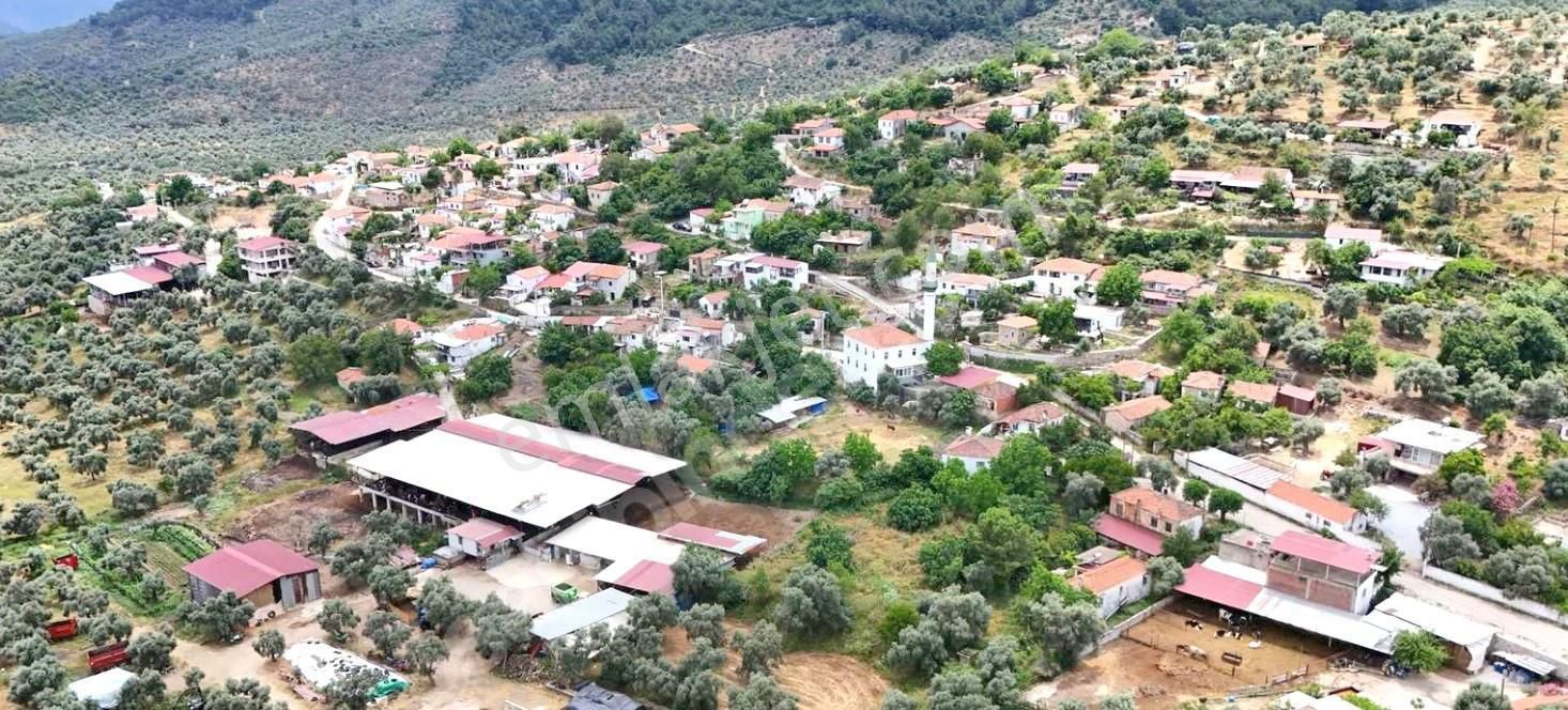 Satılık Verimli Zeytinlik Köy İçine Yakın Yatırım Fırsatı - Görsel 15