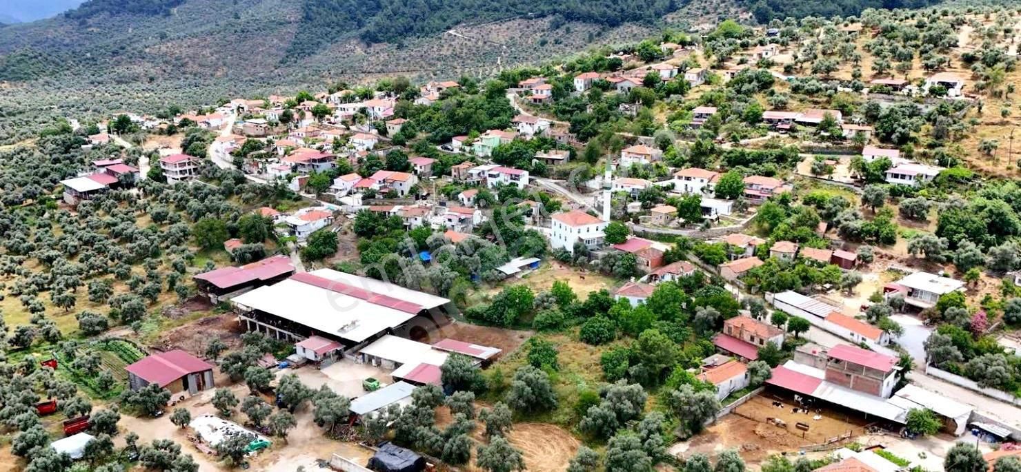 Satılık Verimli Zeytinlik Köy İçine Yakın Yatırım Fırsatı - Görsel 11