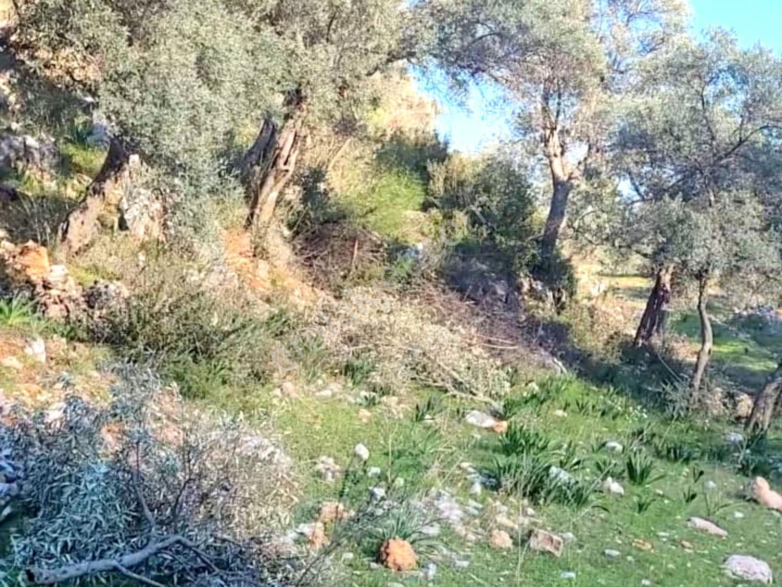 Satılık Verimli Zeytinlik Köy İçine Yakın Yatırım Fırsatı - Görsel 3