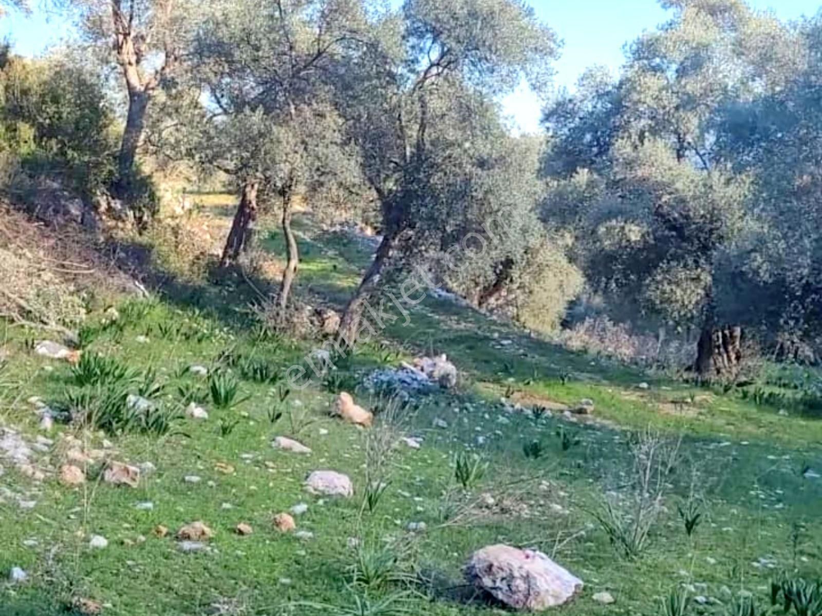 Satılık Verimli Zeytinlik Köy İçine Yakın Yatırım Fırsatı - Görsel 6