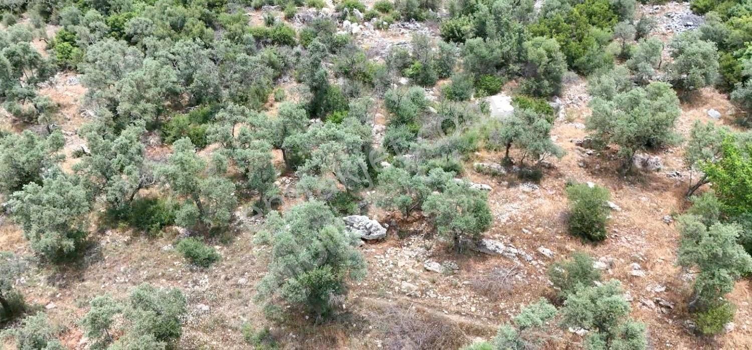 Satılık Verimli Zeytinlik Köy İçine Yakın Yatırım Fırsatı - Görsel 17