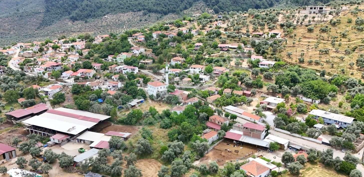 Satılık Verimli Zeytinlik Köy İçine Yakın Yatırım Fırsatı - Görsel 18