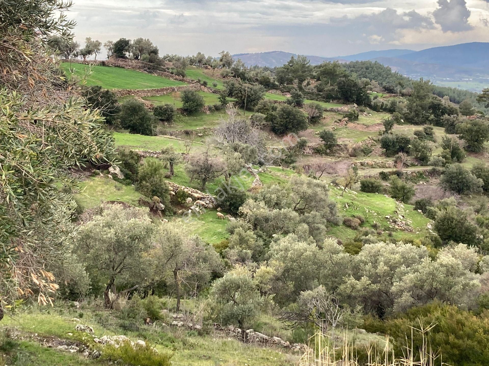Milas/demircilerde Bodruma Yakın, Traktör Yolu Olan Zeytinlik - Görsel 7