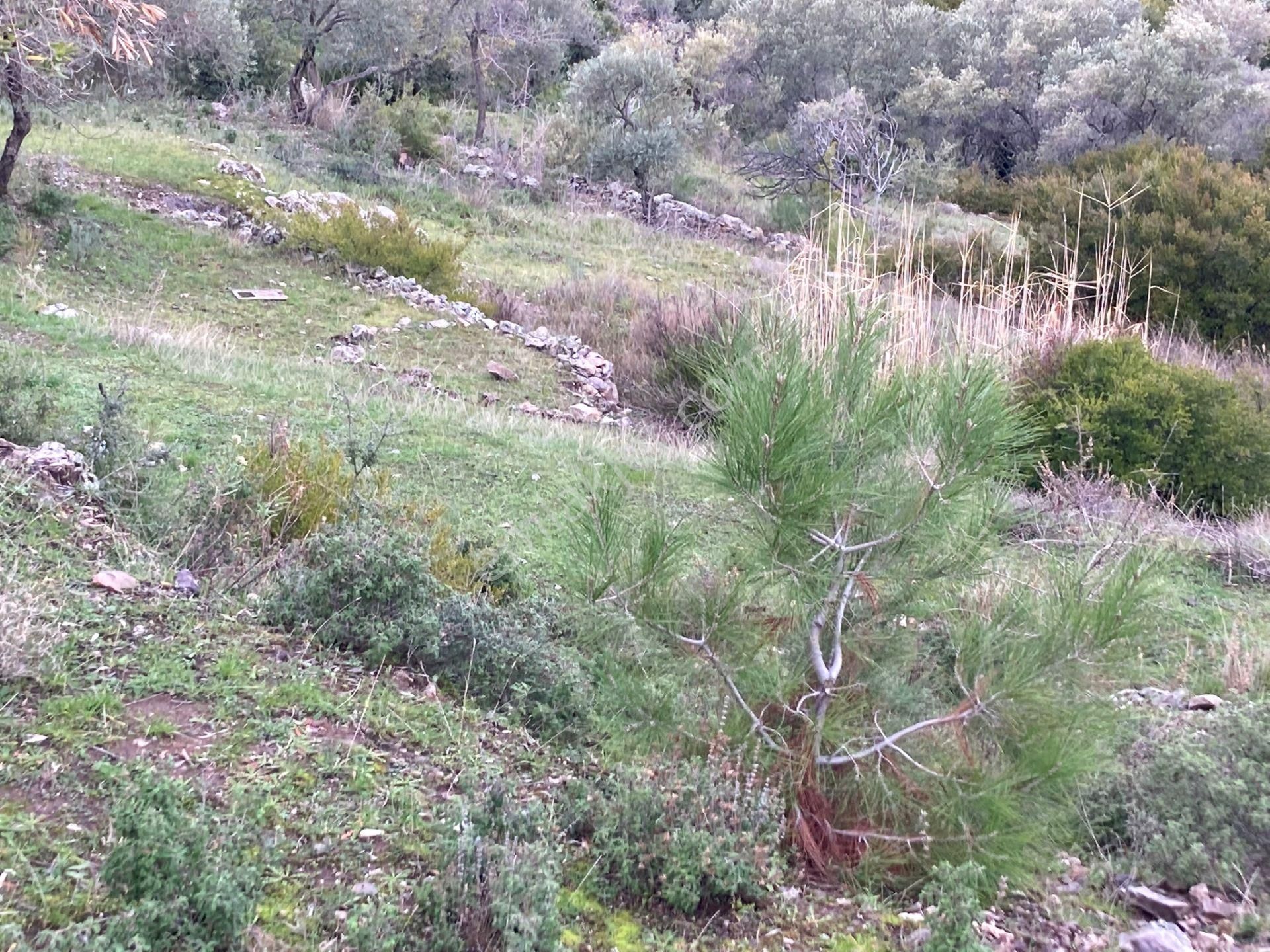 Milas/demircilerde Bodruma Yakın, Traktör Yolu Olan Zeytinlik - Görsel 4