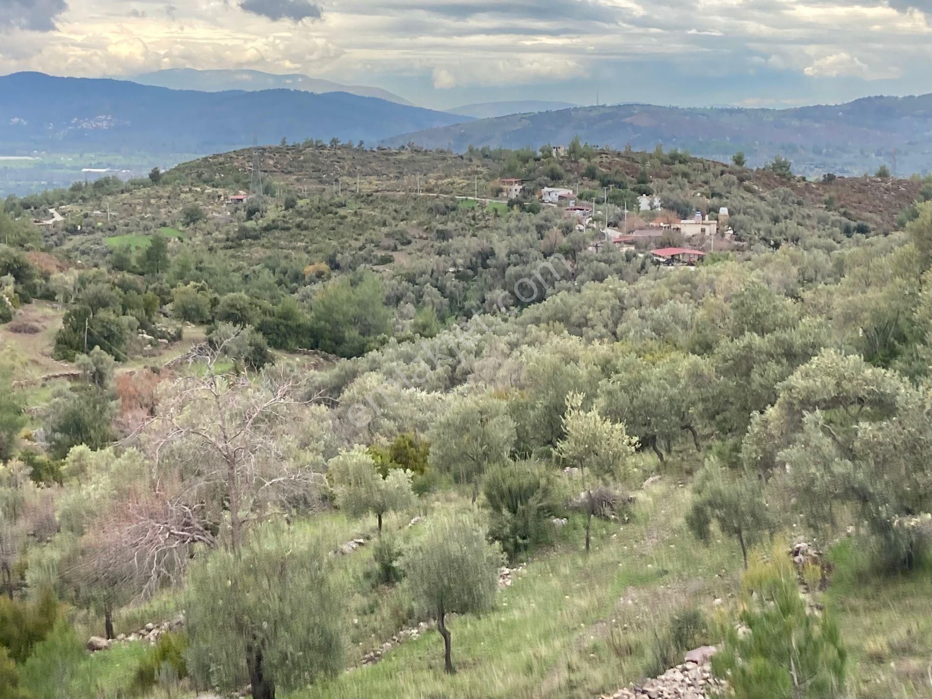Milas/demircilerde Bodruma Yakın, Traktör Yolu Olan Zeytinlik - Görsel 11