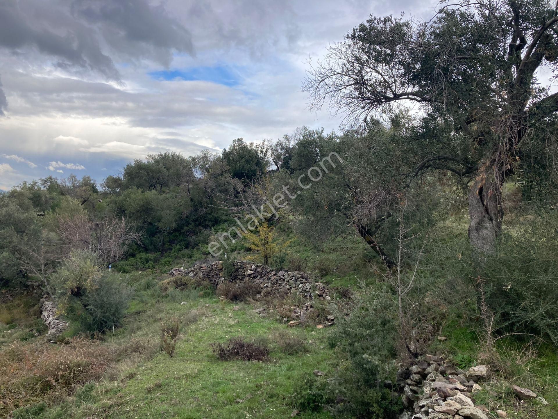 Milas/demircilerde Bodruma Yakın, Traktör Yolu Olan Zeytinlik - Görsel 6
