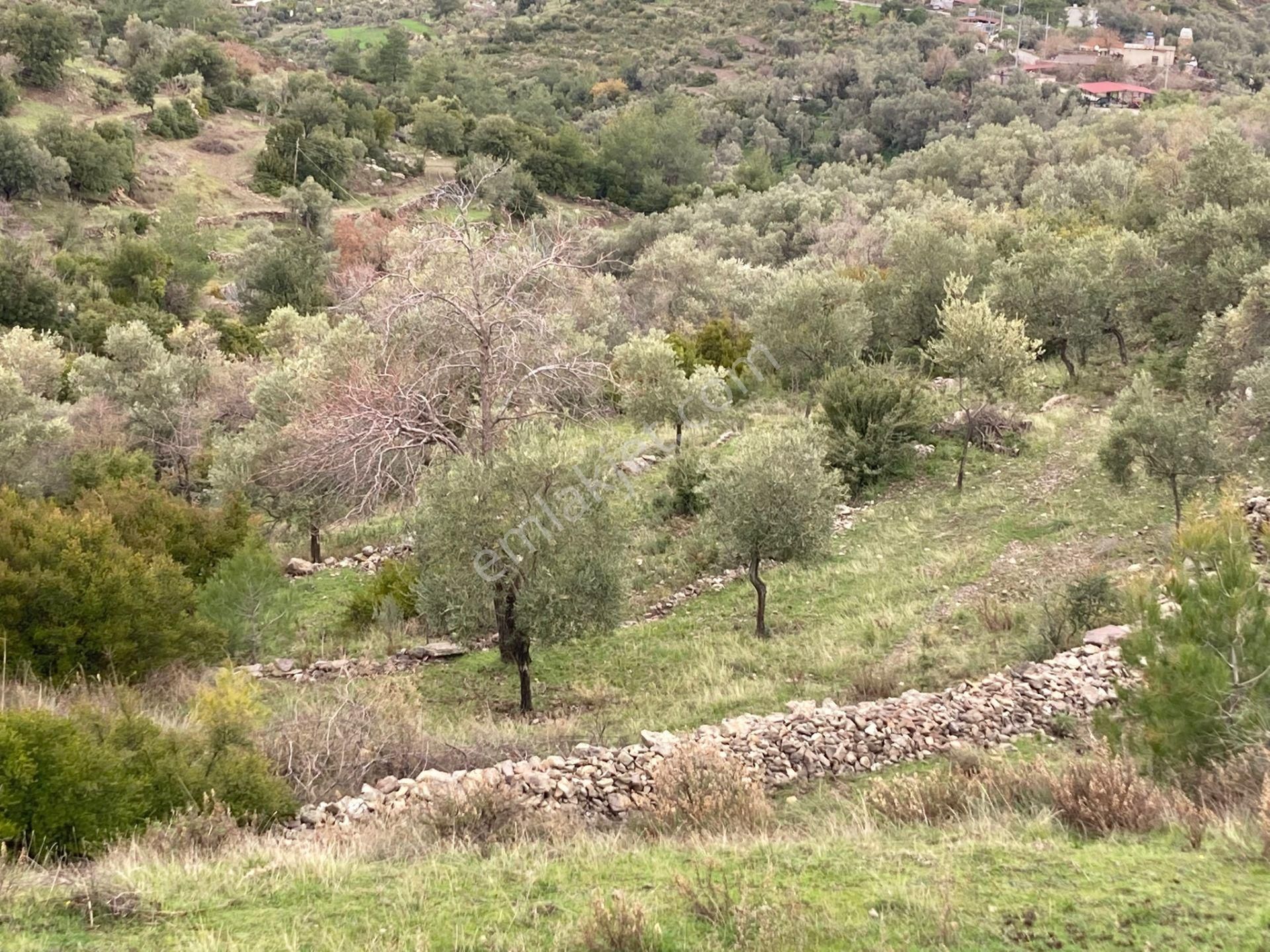 Milas/demircilerde Bodruma Yakın, Traktör Yolu Olan Zeytinlik - Görsel 8