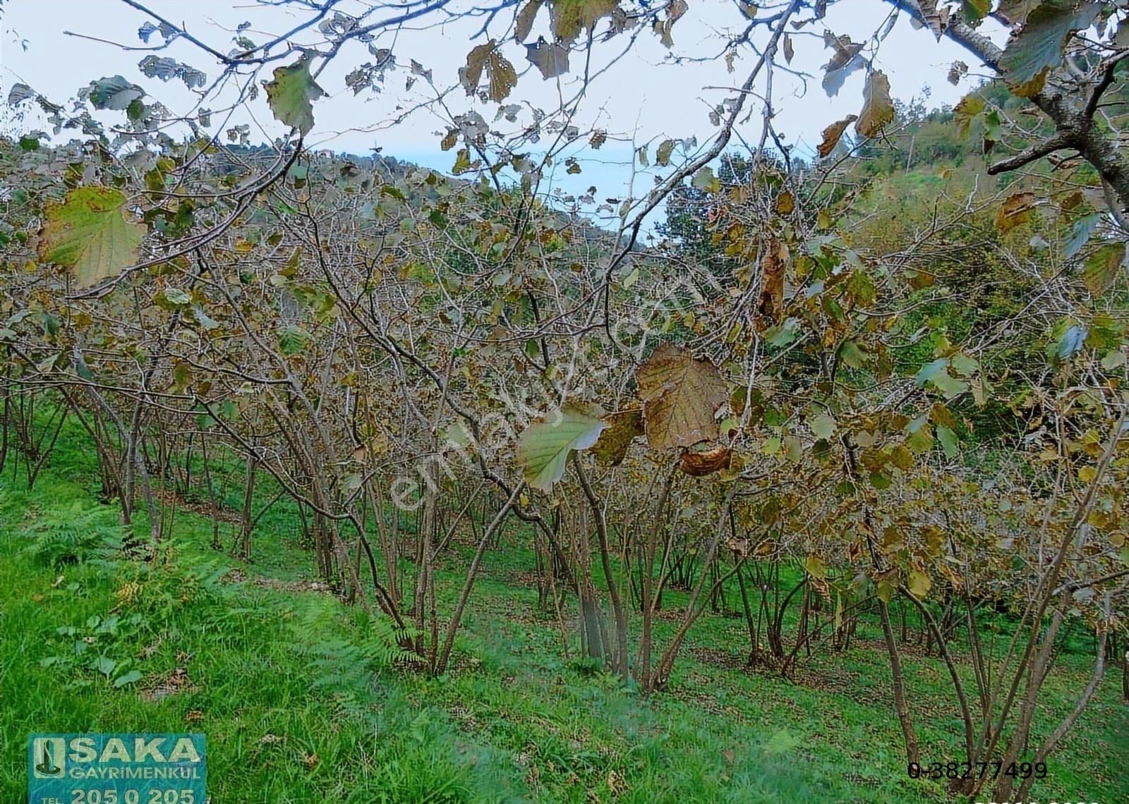 Saka Gayrimenkul'den Akçaabat Mersinde Satılık Arsalar - Görsel 2