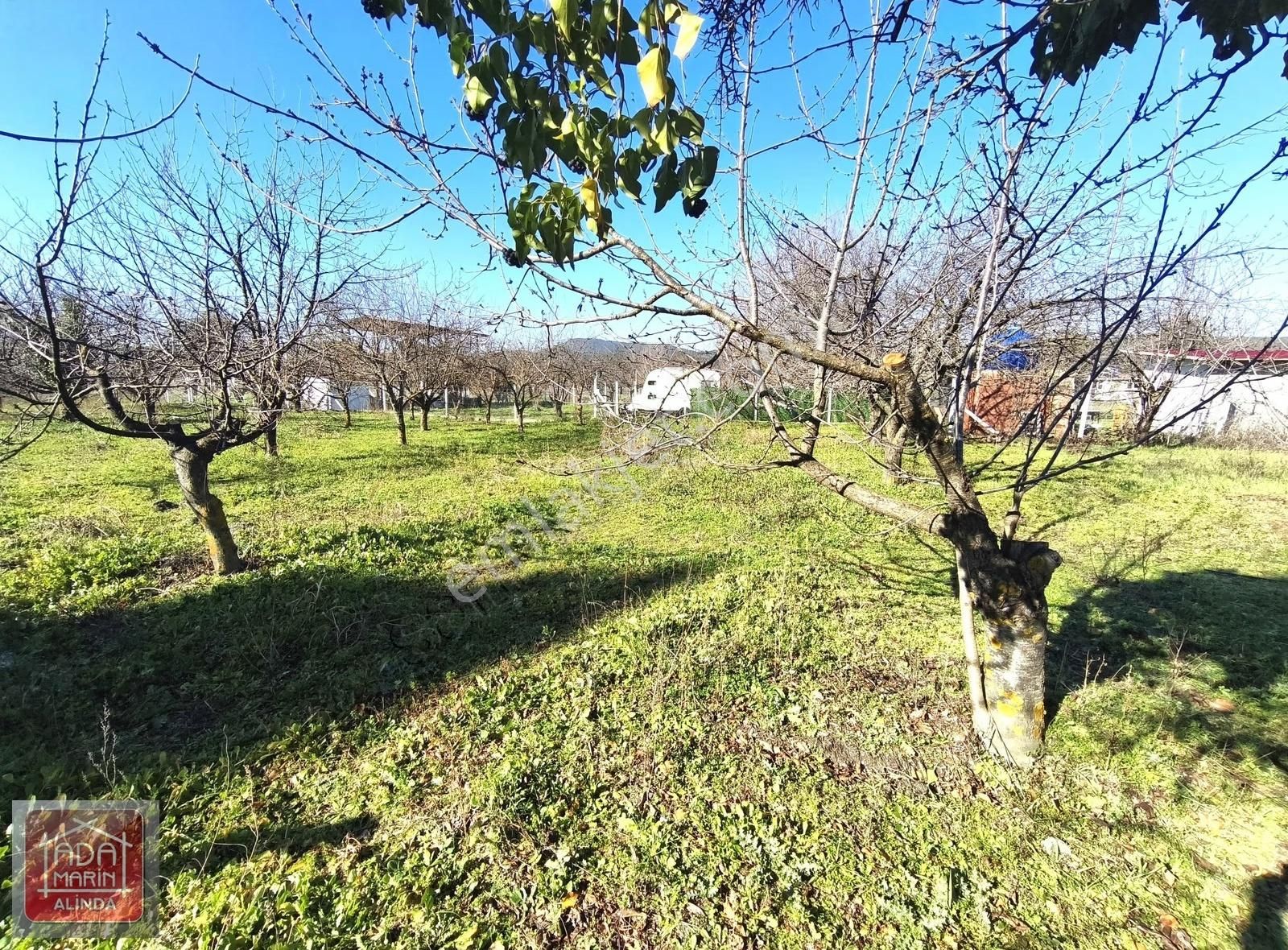 Fırsat Fiyata Kiraz Bahçesi Satılık - Görsel 11
