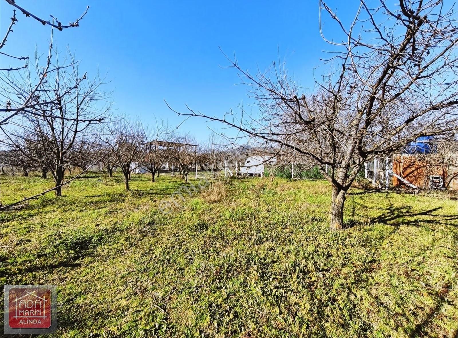 Fırsat Fiyata Kiraz Bahçesi Satılık - Görsel 6