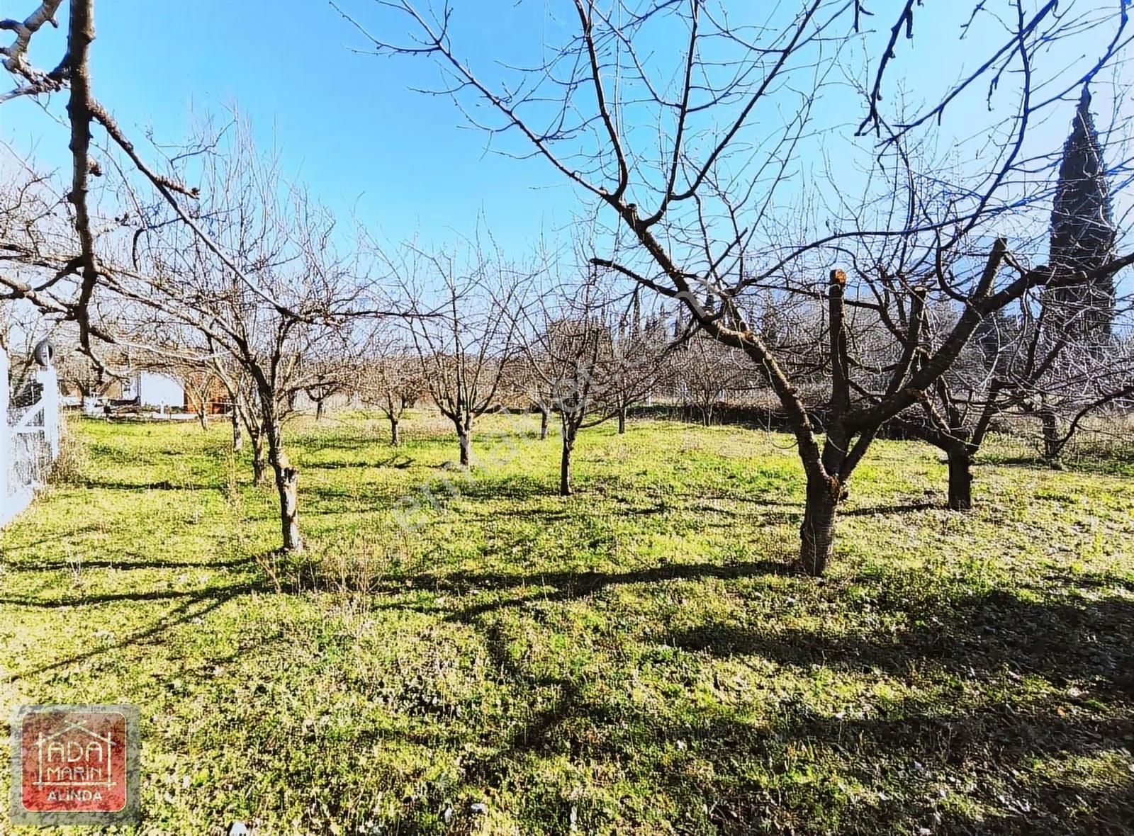 Fırsat Fiyata Kiraz Bahçesi Satılık - Görsel 3