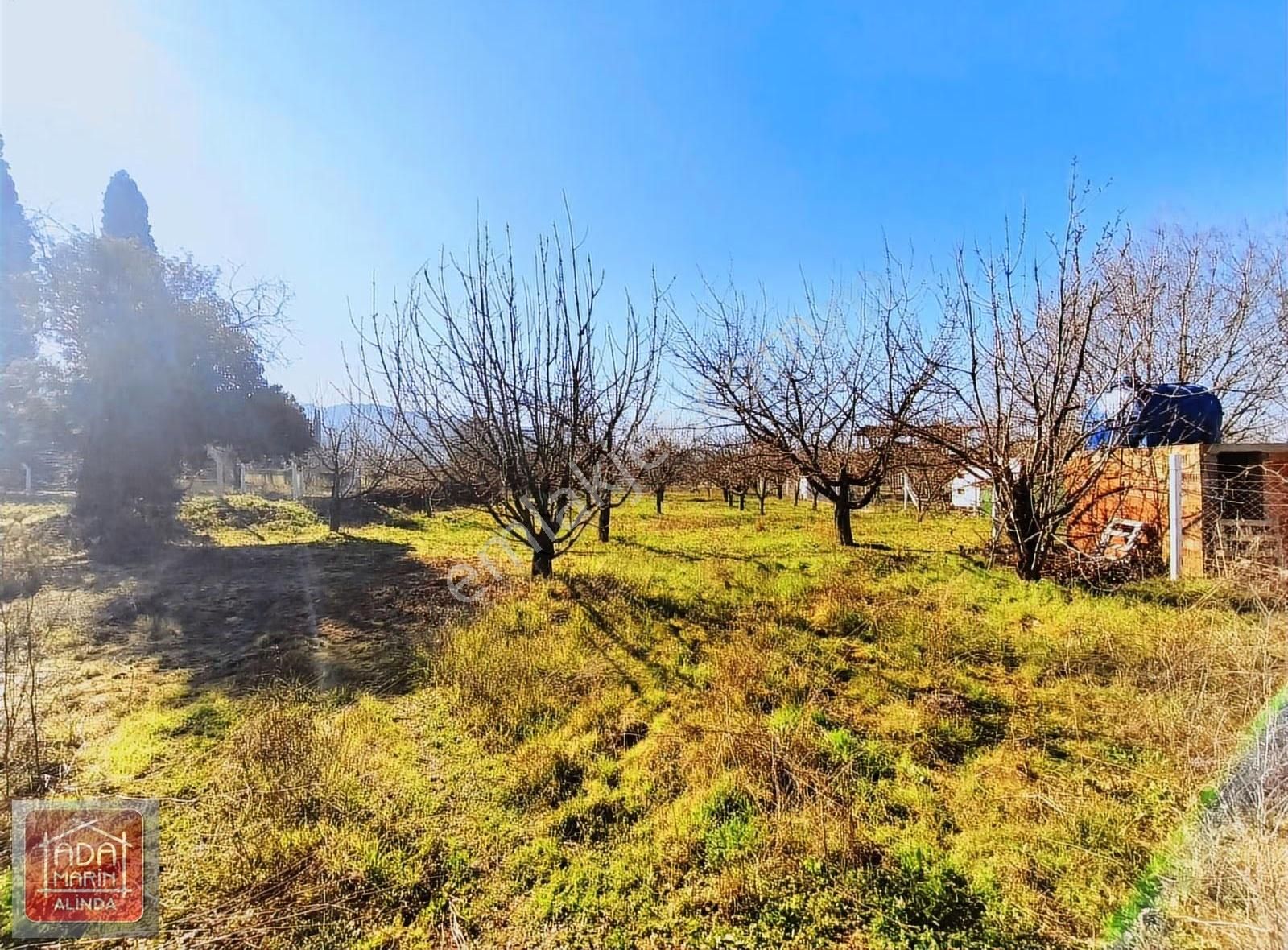 Fırsat Fiyata Kiraz Bahçesi Satılık - Görsel 9