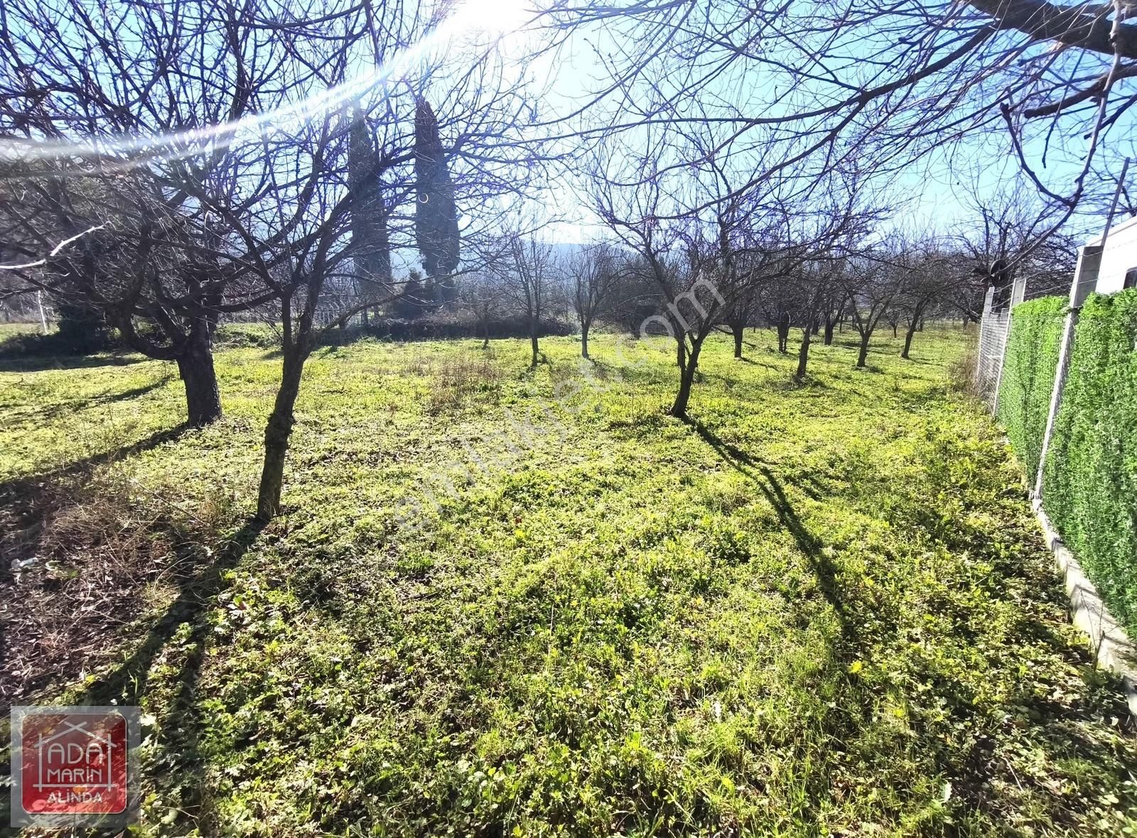 Fırsat Fiyata Kiraz Bahçesi Satılık - Görsel 2