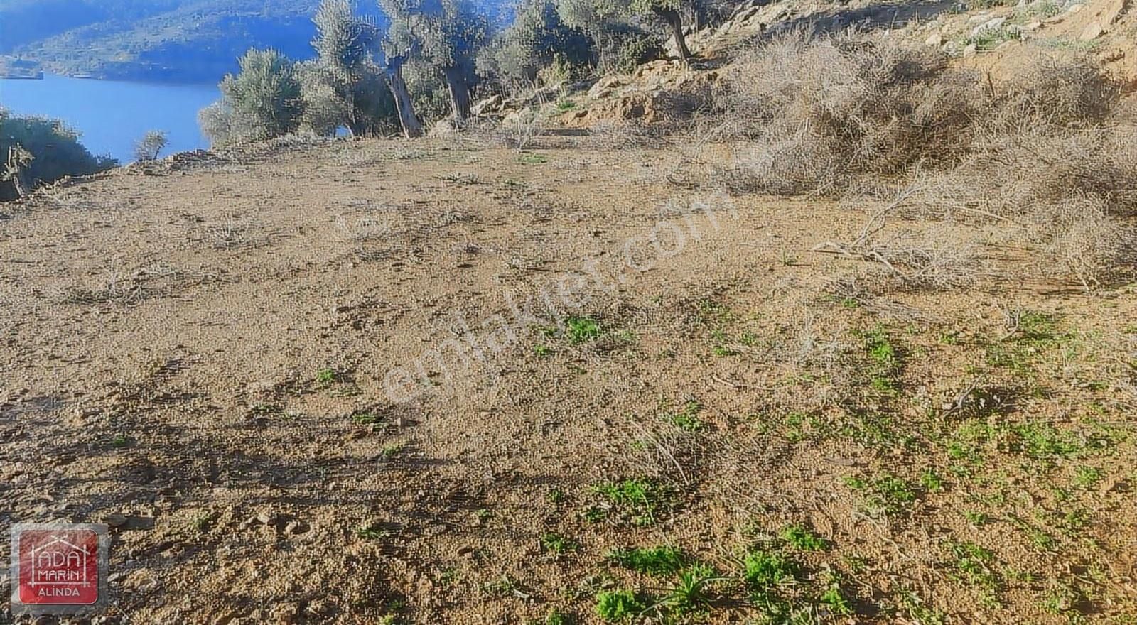 Söke Serçin Köyü Bafa Gölü Kıyısında Satılık Zeytinlik - Görsel 11