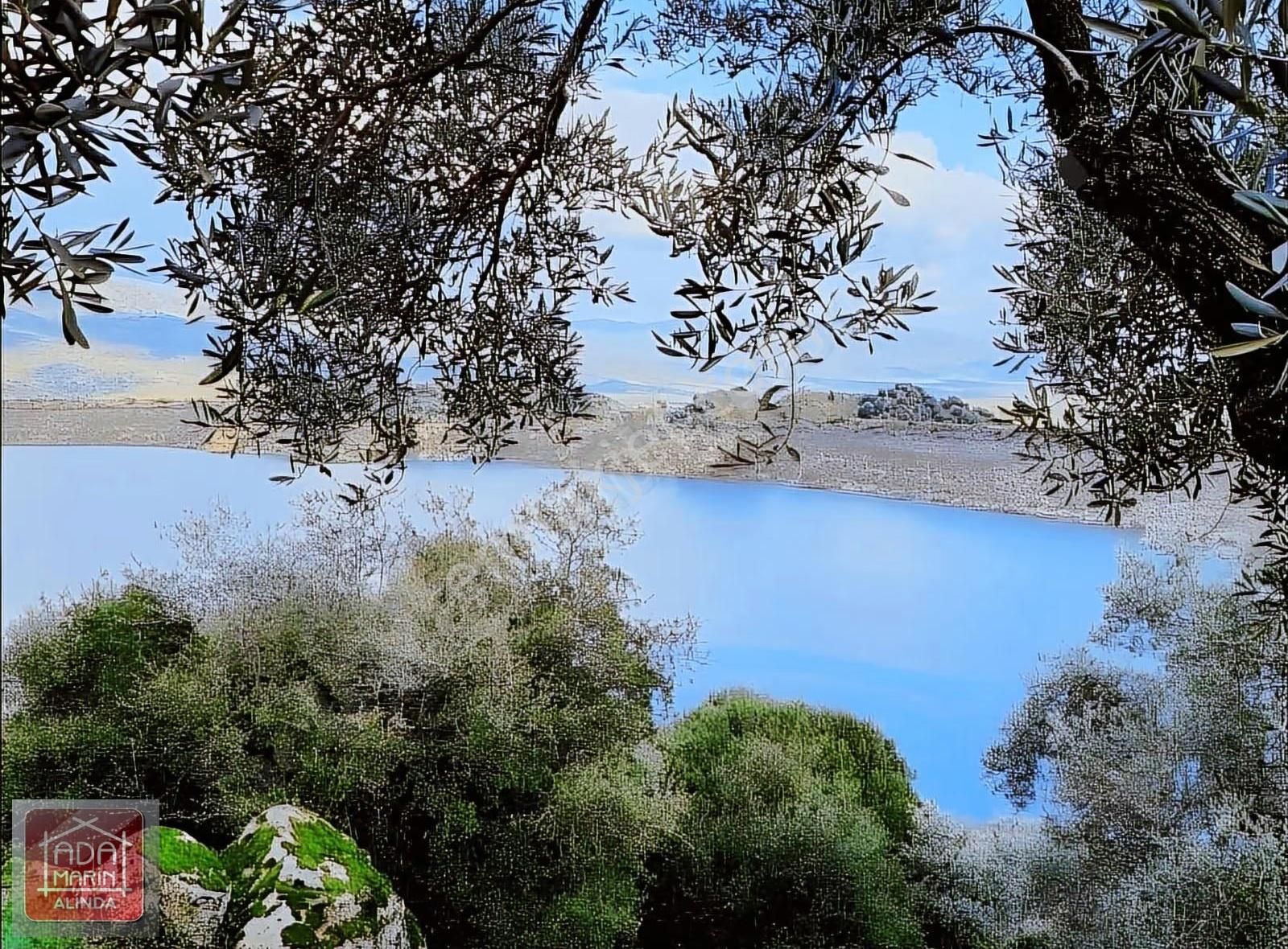 Karpuzlu Gölcük'te 150 Ağaçlı Zeytinlik - Fırsat Fiyat! - Görsel 2