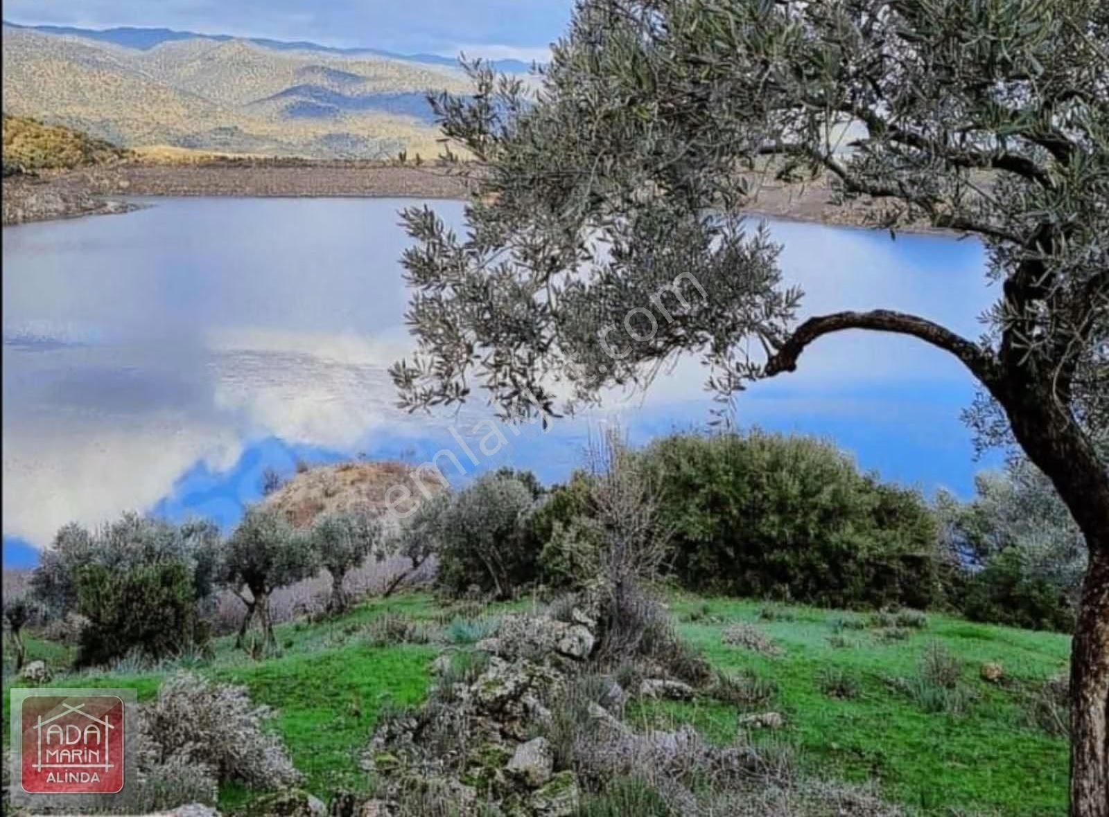 Karpuzlu Gölcük'te 150 Ağaçlı Zeytinlik - Fırsat Fiyat! - Görsel 3