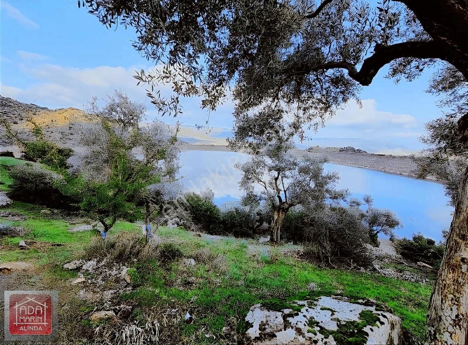 Karpuzlu Gölcük'te 150 Ağaçlı Zeytinlik - Fırsat Fiyat! - Görsel 6