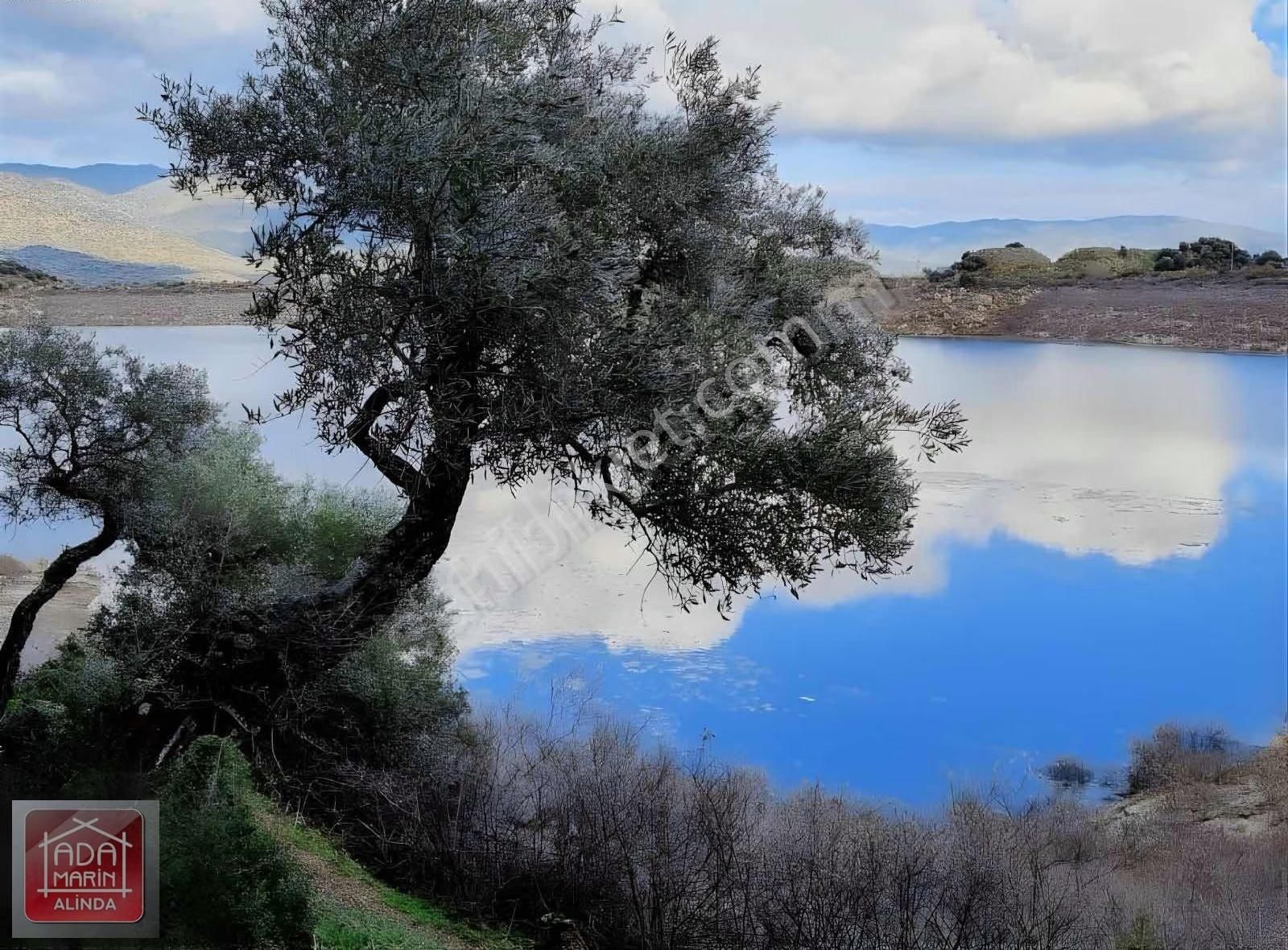 Karpuzlu Gölcük'te 150 Ağaçlı Zeytinlik - Fırsat Fiyat! - Görsel 7