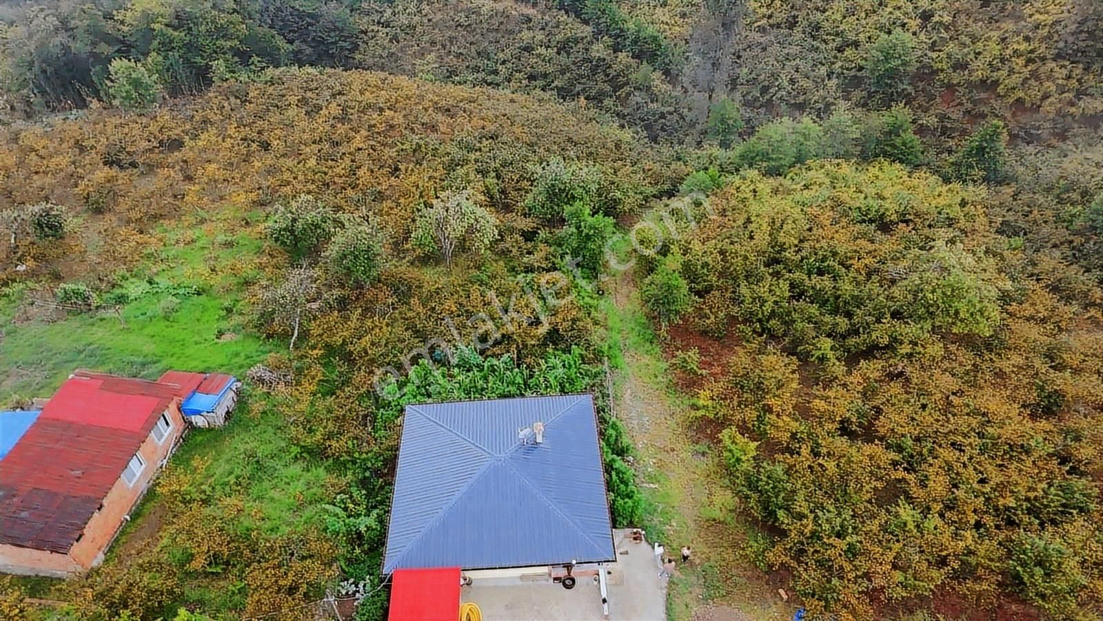 Arsin Yeşilyalı'da 2 Dönüm Arsa İçinde Satılık Müstakil Ev - Görsel 4