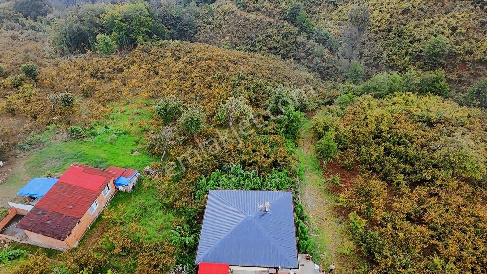 Arsin Yeşilyalı'da 2 Dönüm Arsa İçinde Satılık Müstakil Ev - Görsel 2