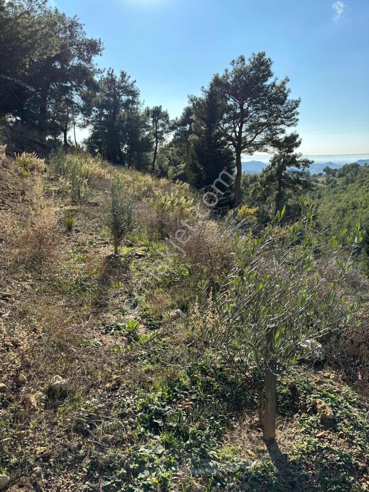 Acil İnfo Gayrimenkul Hocalı Mahallesi Satılık Tarla 4.941 M2 - Görsel 8