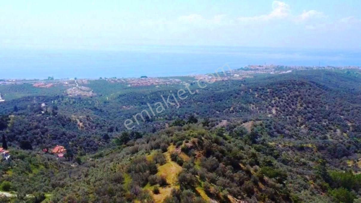 Balıkesir Edremit'te 28 Dönüm Yatırımlık Zeytinlik Satılık Arsa - Görsel 5